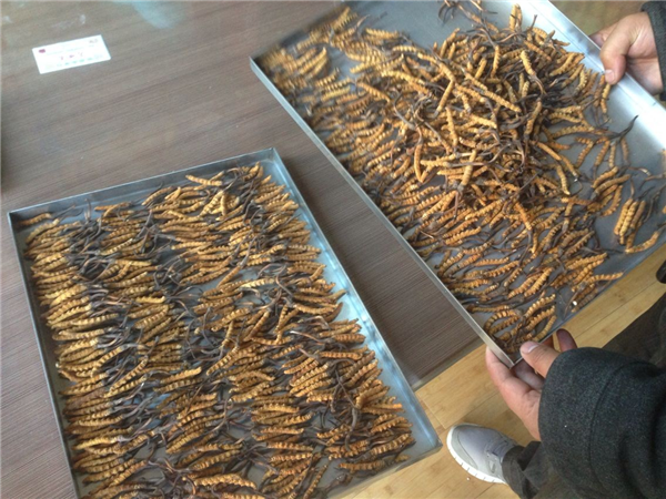 哪些因素會(huì)影響冷凍干燥機(jī)的制冷量？
